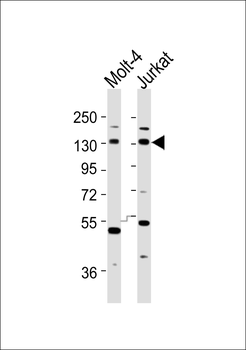 INCENP Antibody