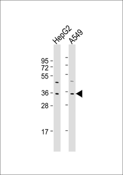 FOXE3 Antibody