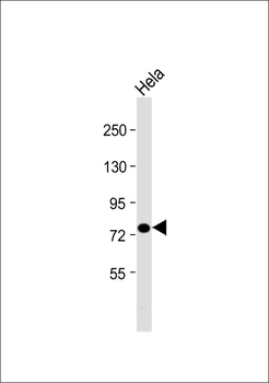 PRPF39 Antibody