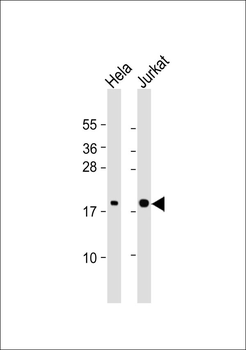 RhoG Antibody