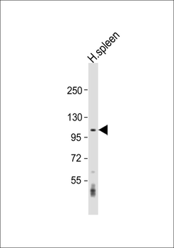 CNTROB Antibody