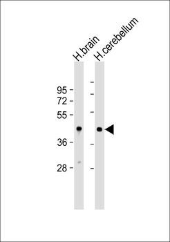OMGP Antibody