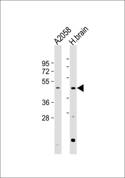 GPR10 Antibody