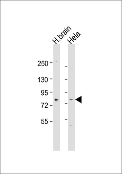 Rabphilin 3A Antibody