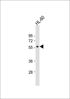 WIPF1 Antibody