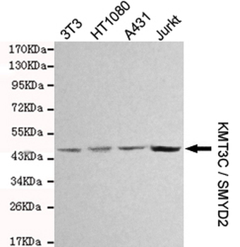 KMT3C / SMYD2 Antibody