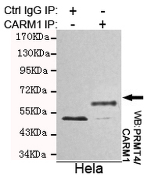 PRMT4/CARM1 Antibody