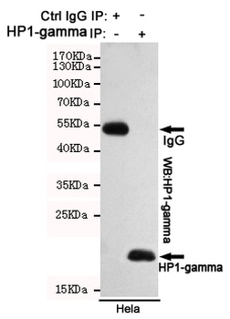 HP1-gamma Antibody