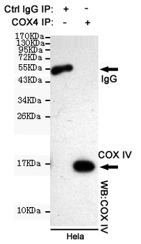 COX IV Antibody