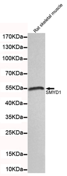 SMYD1 Antibody