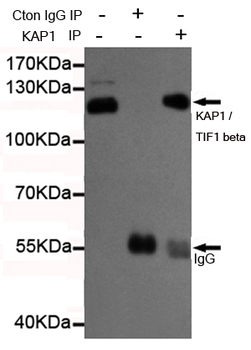 KAP1 / TIF1 beta Antibody