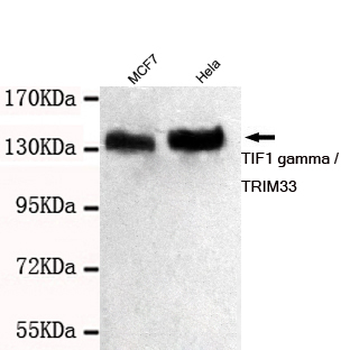 TIF1 gamma / TRIM33 Antibody