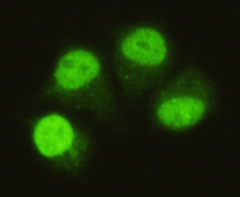 SMAD5 (C-terminus) Antibody
