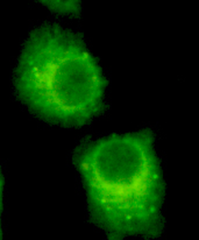 Rab2 Antibody