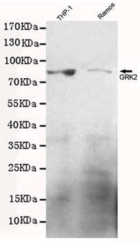 GRK2 Antibody