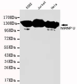 hnRNP U Antibody