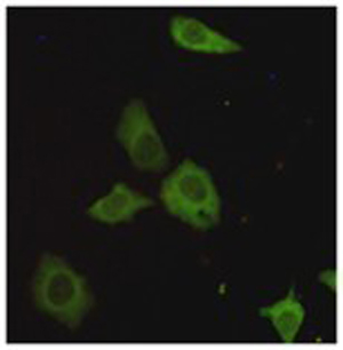 TORC1 Antibody
