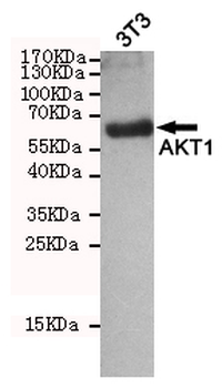 AKT1 Antibody