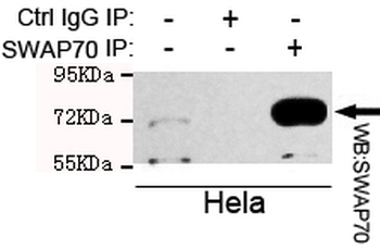 SWAP70 Antibody