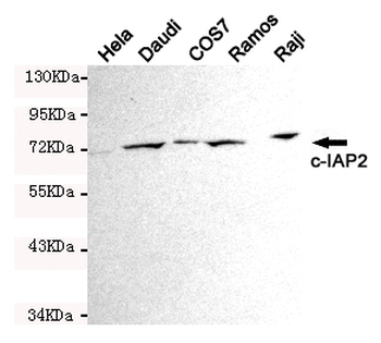 cIAP2 Antibody