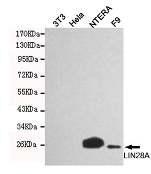 LIN28A Antibody