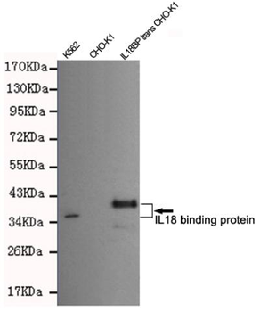 IL18 binding protein Antibody