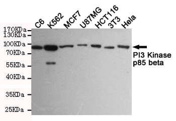 PI3 Kinase p85 beta Antibody