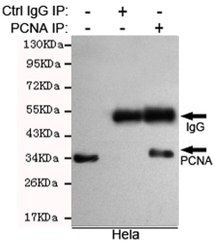 PCNA Antibody