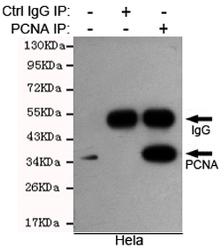 PCNA Antibody