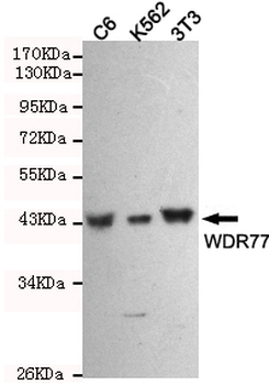 WDR77 Antibody