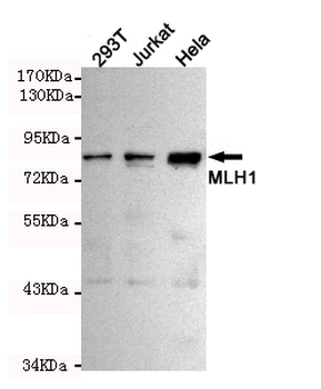 MLH1 Antibody