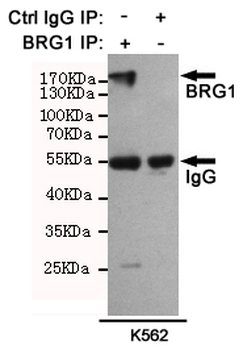 BRG1 Antibody