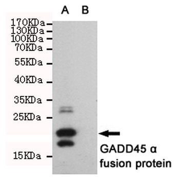 GADD45α Antibody
