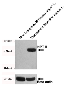NPTII Antibody