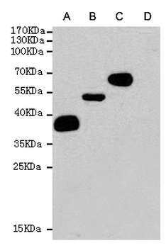 DYKDDDDK-Tag Antibody