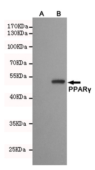 Anti-PPARγ Antibody