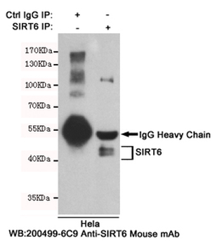 Anti-SIRT6 Antibody