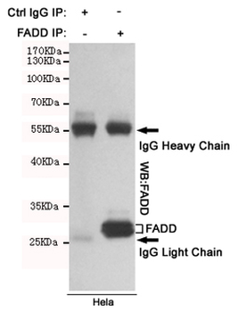 Anti-FADD Antibody