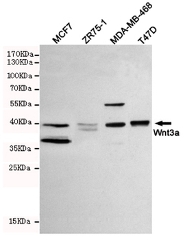 Anti-Wnt3a Antibody
