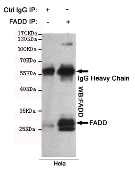 Anti-FADD Antibody