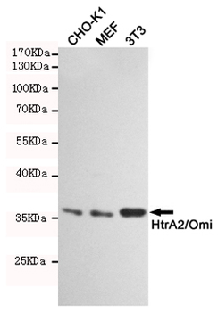Anti-HtrA2/Omi Antibody