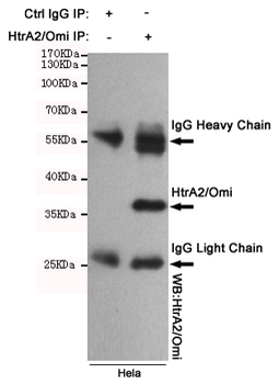 Anti-HTRA2 Antibody