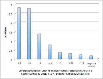 Anti-Enolase-2 Antibody