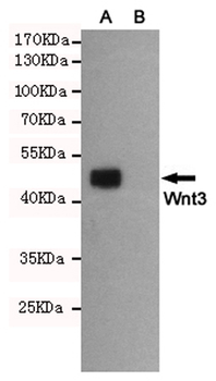 Anti-Wnt3 Antibody