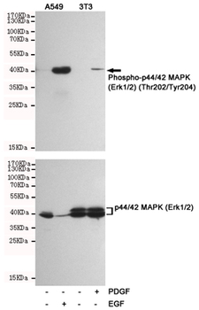 Anti-Phospho-p44/42 MAPK (Erk1/2) (Thr202/Tyr204) Antibody