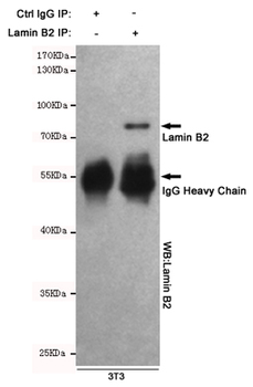 Anti-Lamin B2 Antibody
