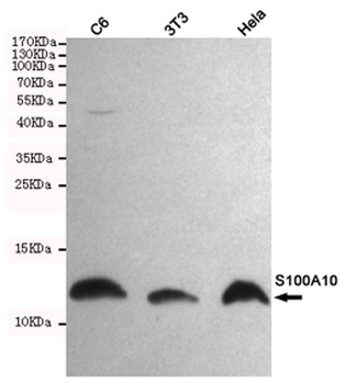 S100a10 antibody