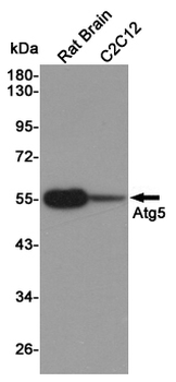 Anti-Atg5 Antibody