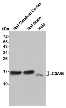 Anti-LC3A/B Antibody