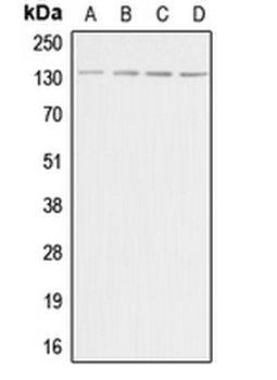 Anti-Adenylate Cyclase 5/6 Antibody